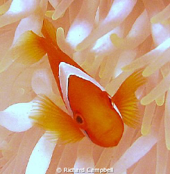 dance -- Sealife DC1000 by Richard Campbell 